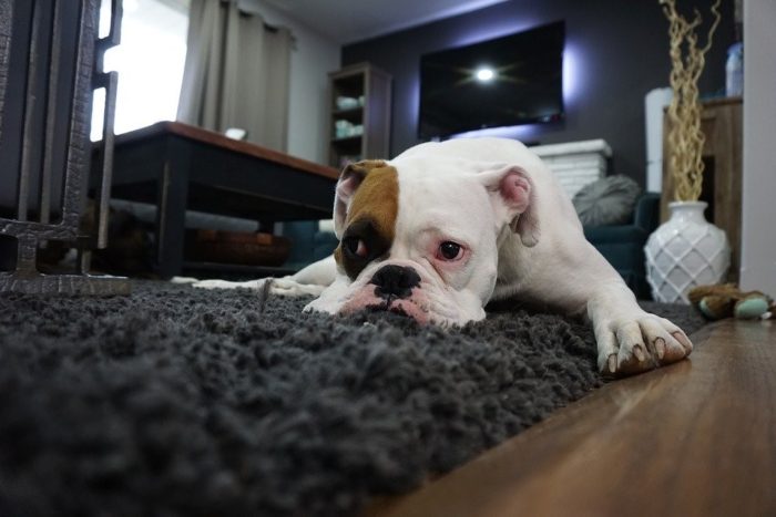 dog laying down in a black carpet